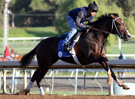 Songbird on Go after Work