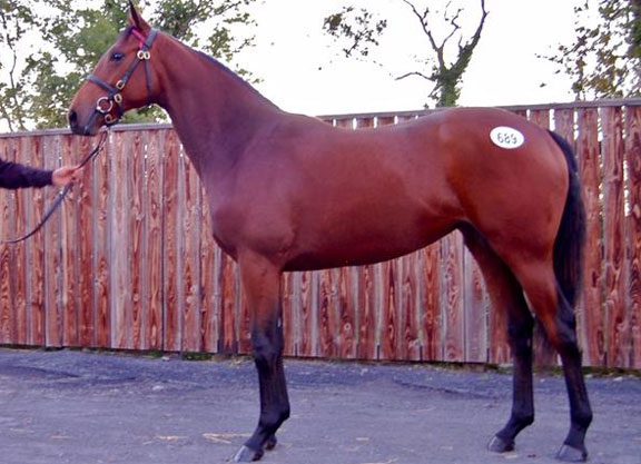 Vibrant Trade at Sportsman’s Sale