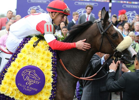 Stephanie’s Kitten to Northern Farm