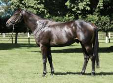 Wootton Bassett Colt Shows Classic Potential At Bordeaux