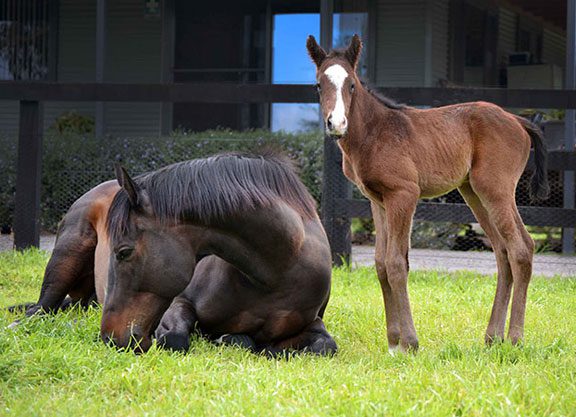 Black Caviar To Visit Snitzel