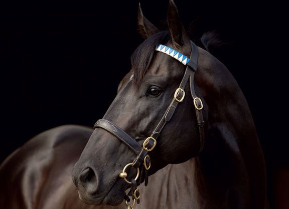 Brazen Beau To Shuttle To Britain