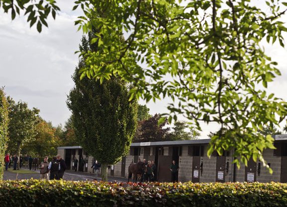 Goffs November Catalogue Online