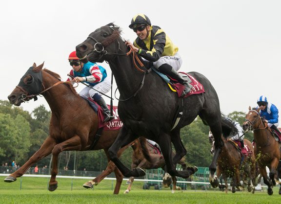 Abbaye Glory For Oasis Dream’s Goldream