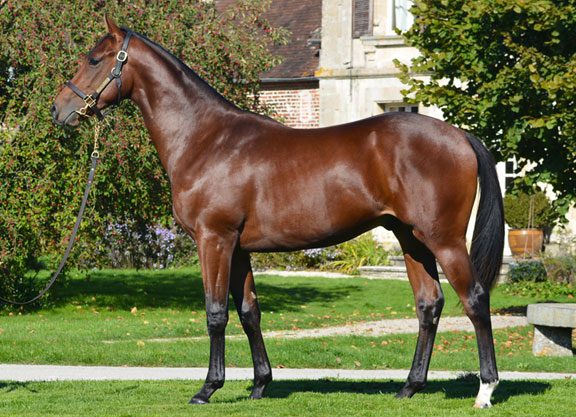 Action Lively At Arqana Part Two