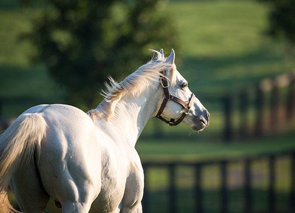 Tapit Colt Beats Winners at Churchill