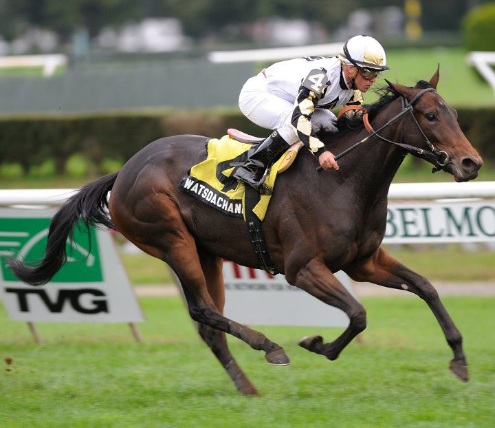 ‘Kitten’ Aims to be a Perennial ‘Flower’