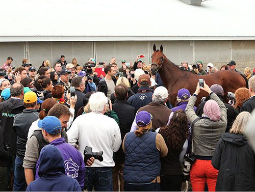 The Sportsman of the Year? It's a Horse, of Course