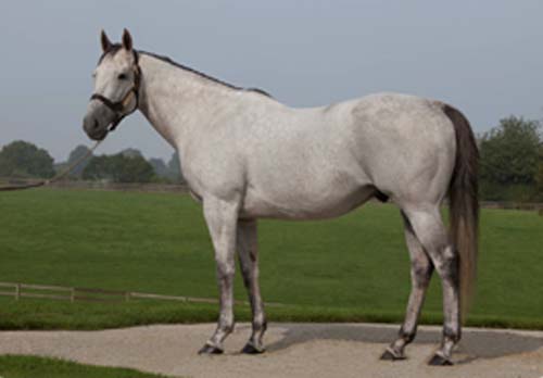 Colleville Adds New Stallion