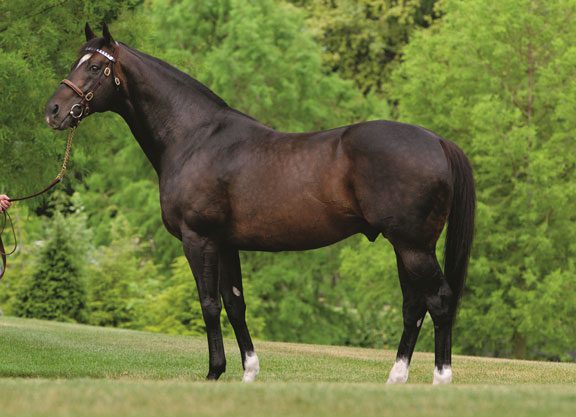 Medaglia d'Oro Colt Gets Things Started at Gulfstream