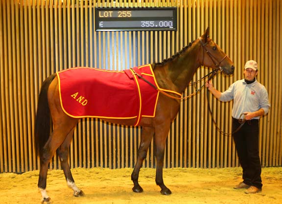 Arqana Topper for Barbe