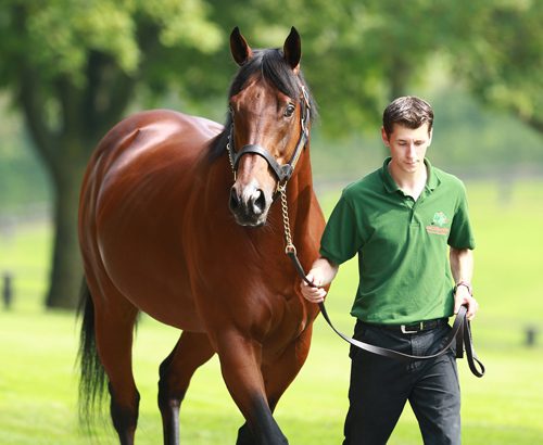 Hesmonds Stud Buyer of Stake in Siyouni