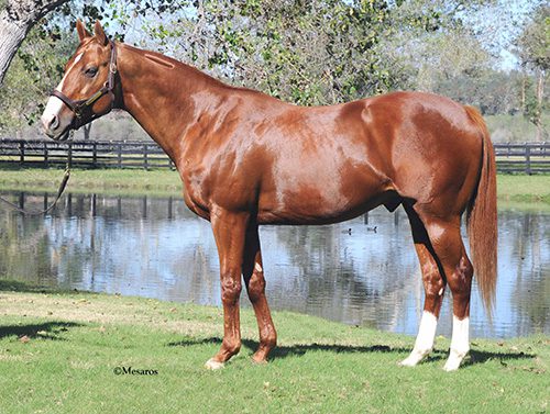 Square Eddie Stud Fee Set