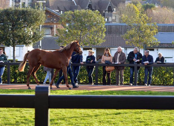 Arqana Autumn Ends With Gains