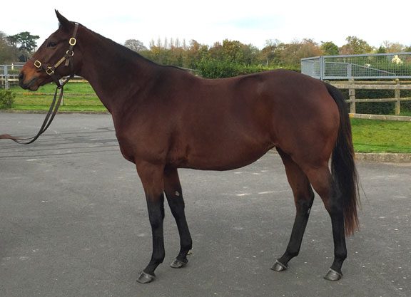 American Pedigrees Shine At Deauville