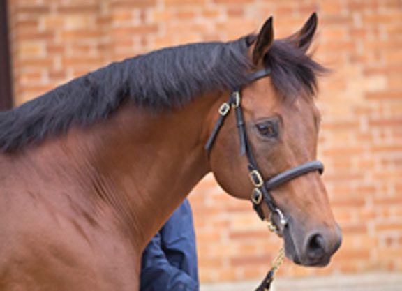 Newsells Unveils ‘Filly+’ Scheme