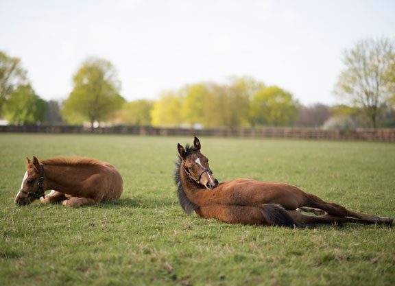 Growth In British, Irish Foal Crops