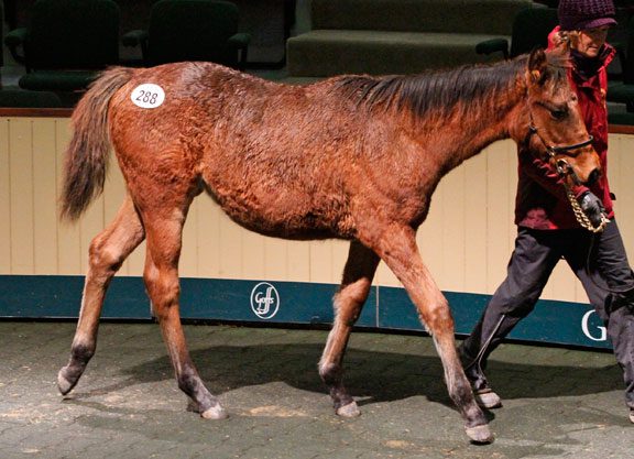 Showcasing Filly Stars At Goffs