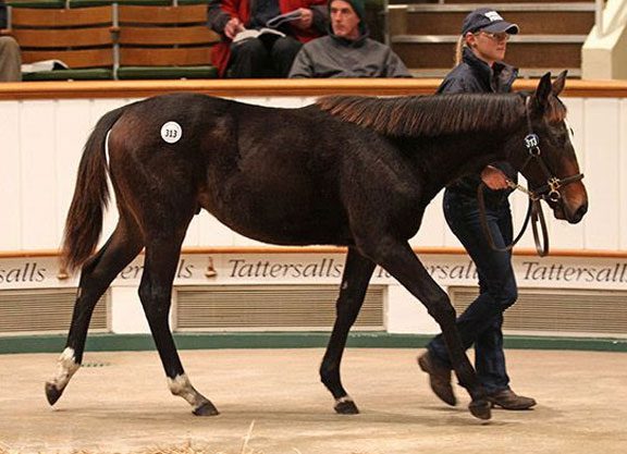 Freshmen To The Fore At Tattersalls