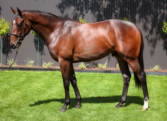 Strong Start to NZB Ready To Run Sale