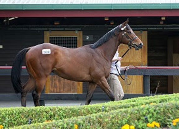 NZ Sale Wraps With Records