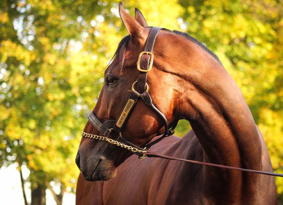 ‘Pharoah’ Arrives At Coolmore