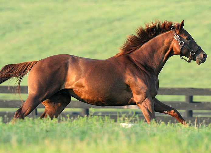 Smarty Jones to Calumet Farm