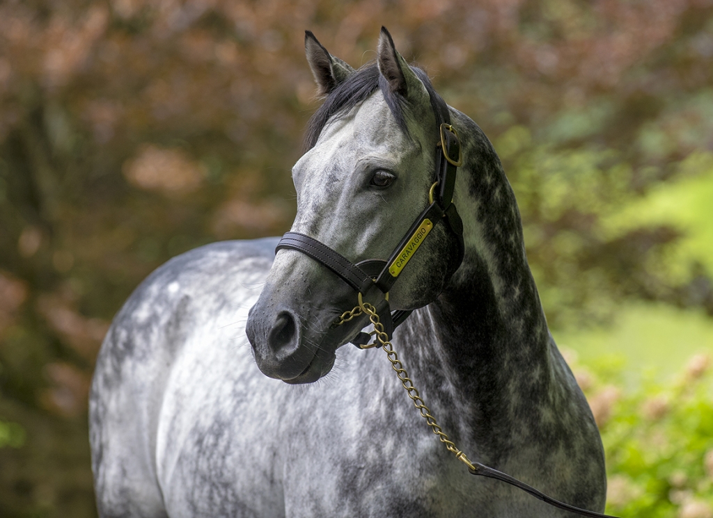 The sire Caravaggio