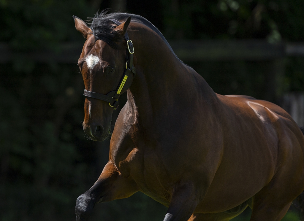 Frankel
