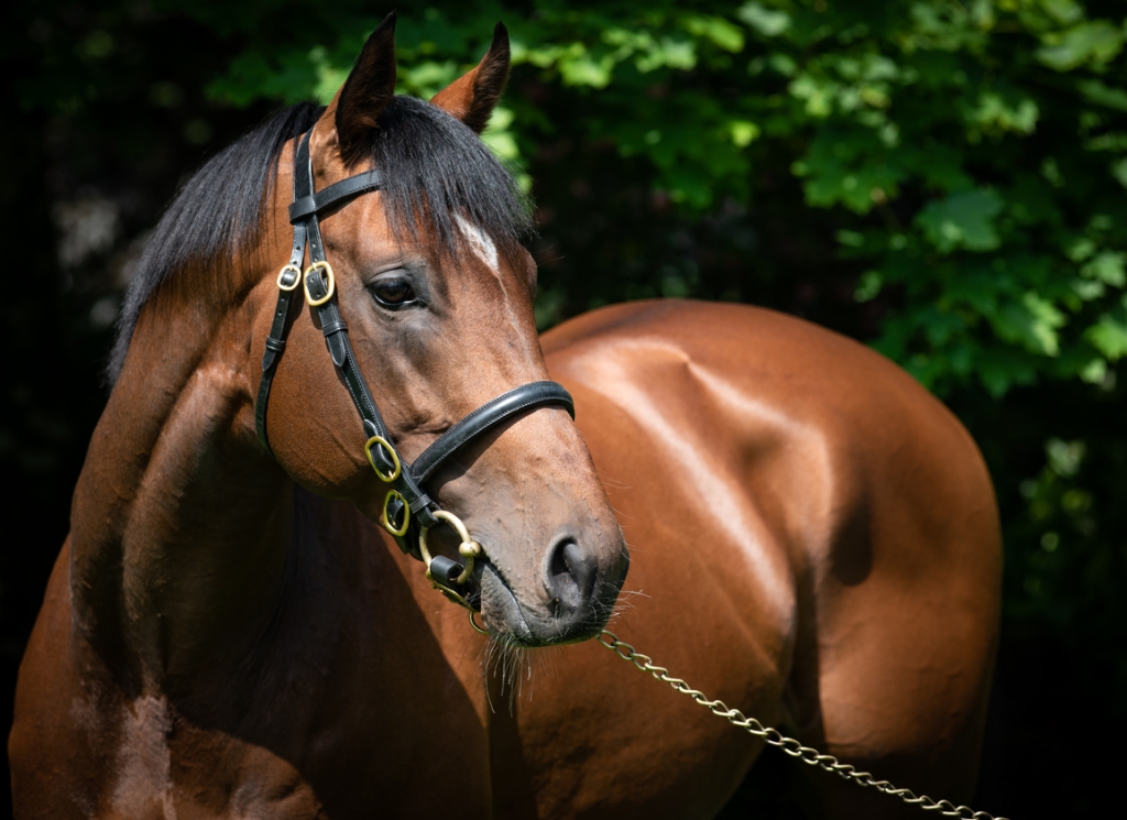 Coolmore sire Churchill