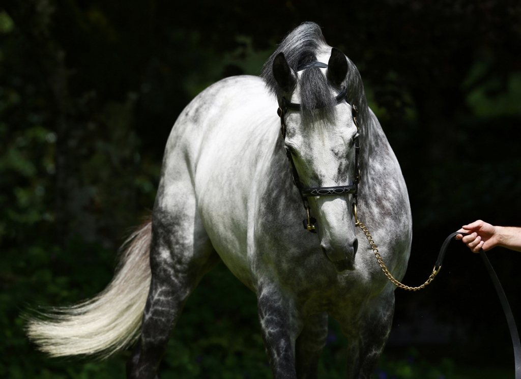 Coolmore's sire Mastercraftsman