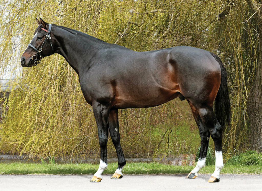 The sire Kameko