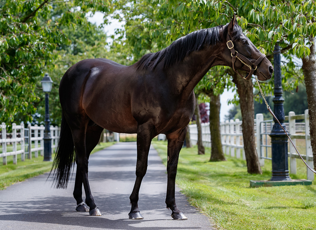 The late leading French sire Le Havre