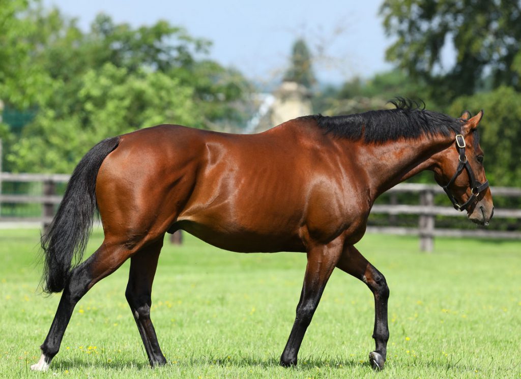 Zarak