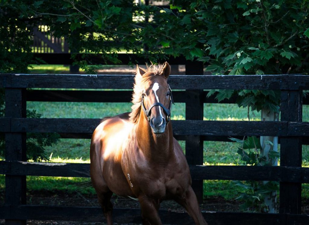 Starspangledbanner at Coolmore