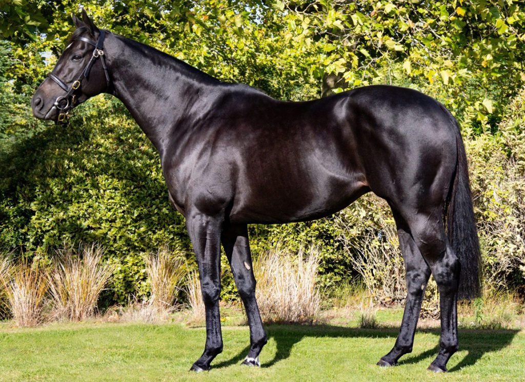 Shadwell's sire Mohaather