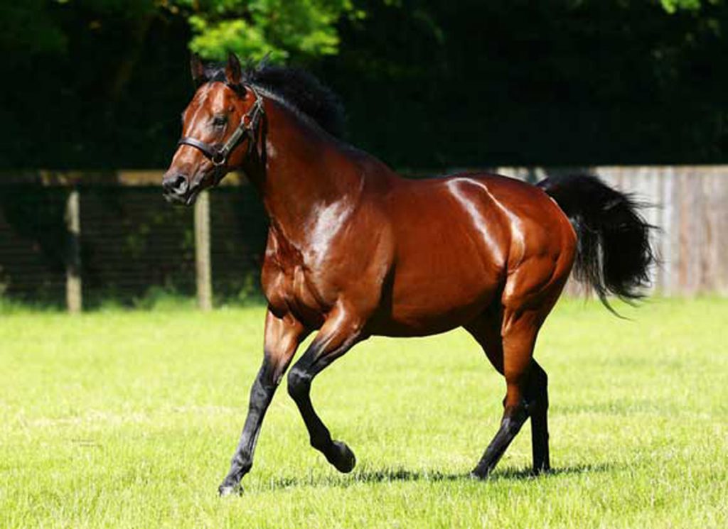 Kingman in his paddock