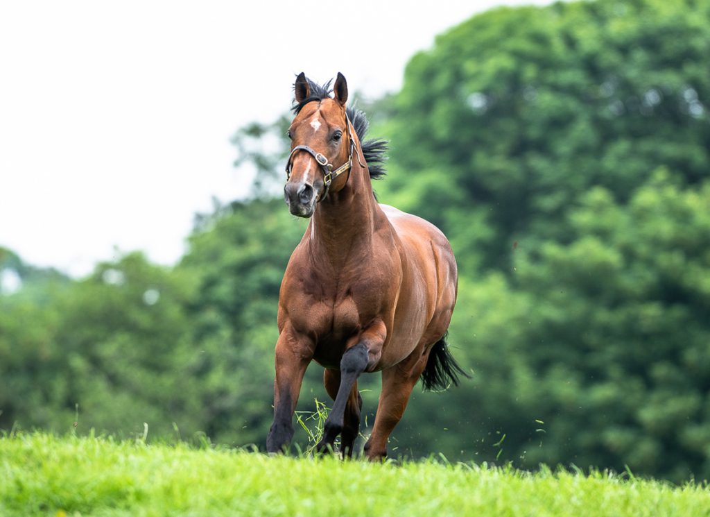 The Sire Mehmas