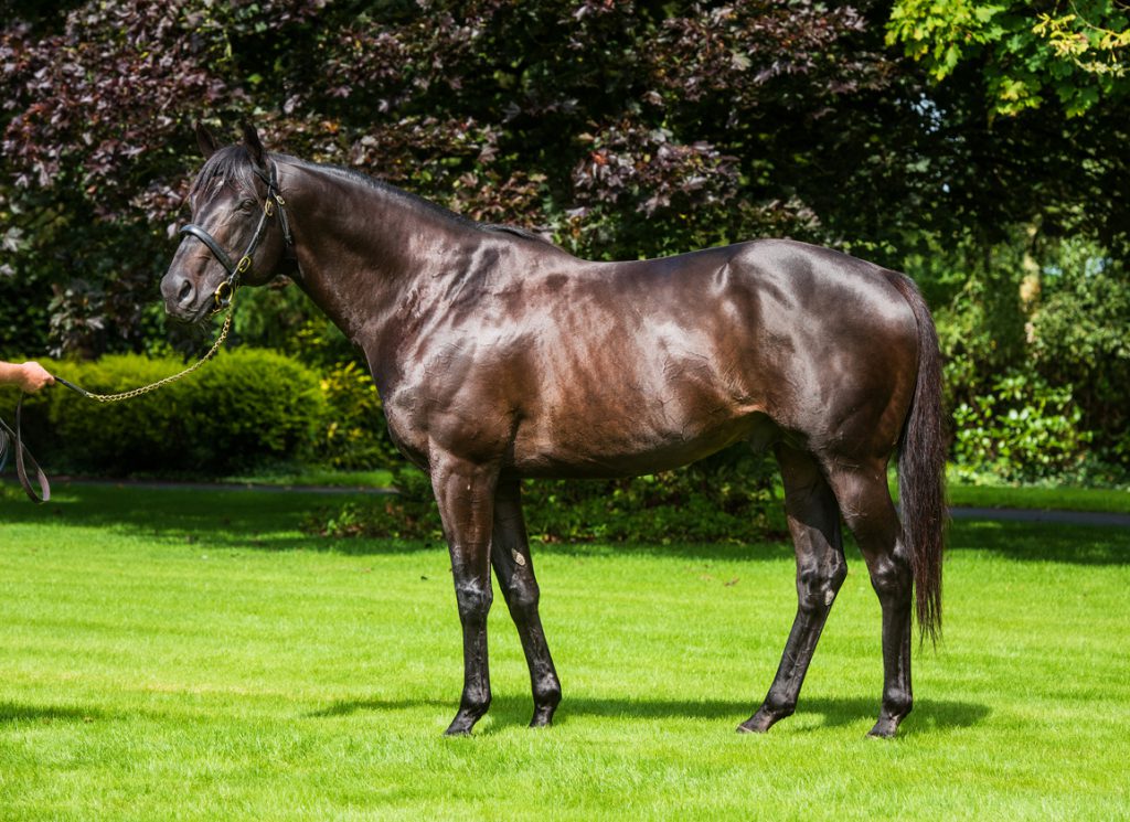 Coolmore's Wootton Bassett