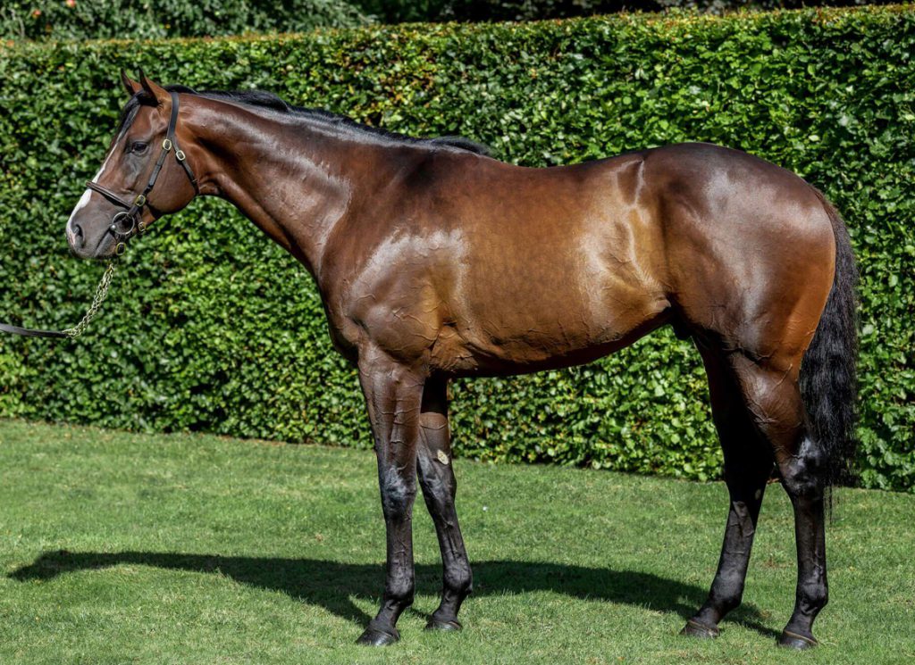The sire Advertise