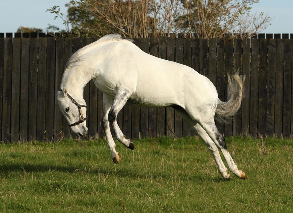 The sire Dark Angel