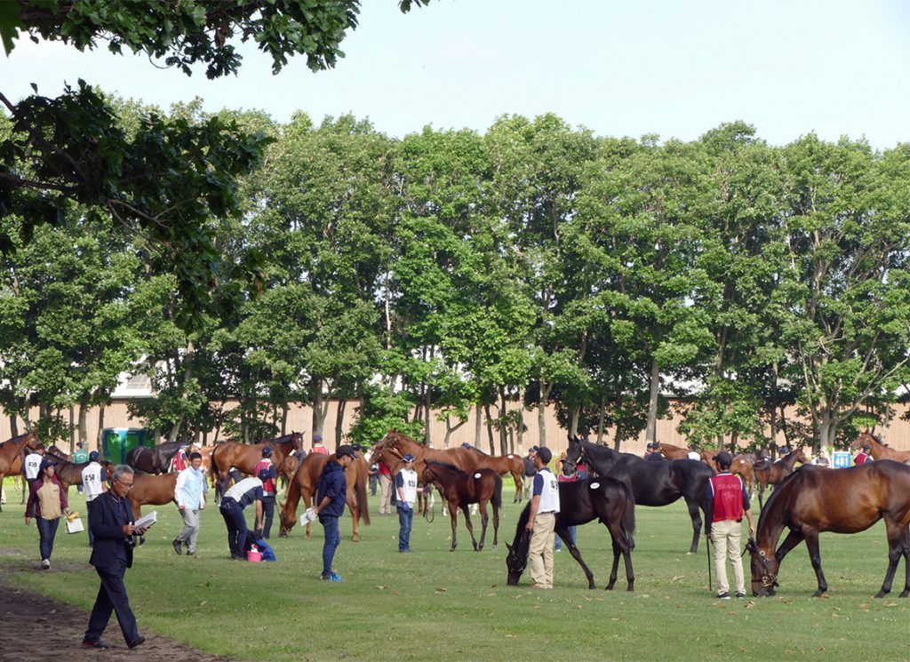 Foals being inspected