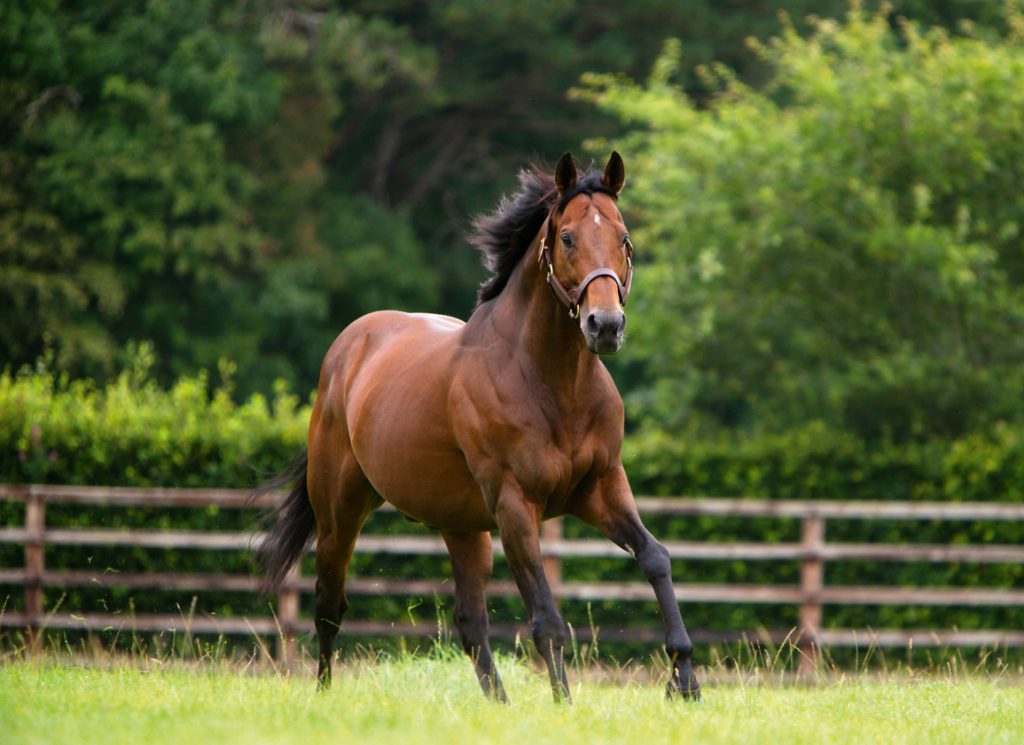 Darley's Sire Teofilo