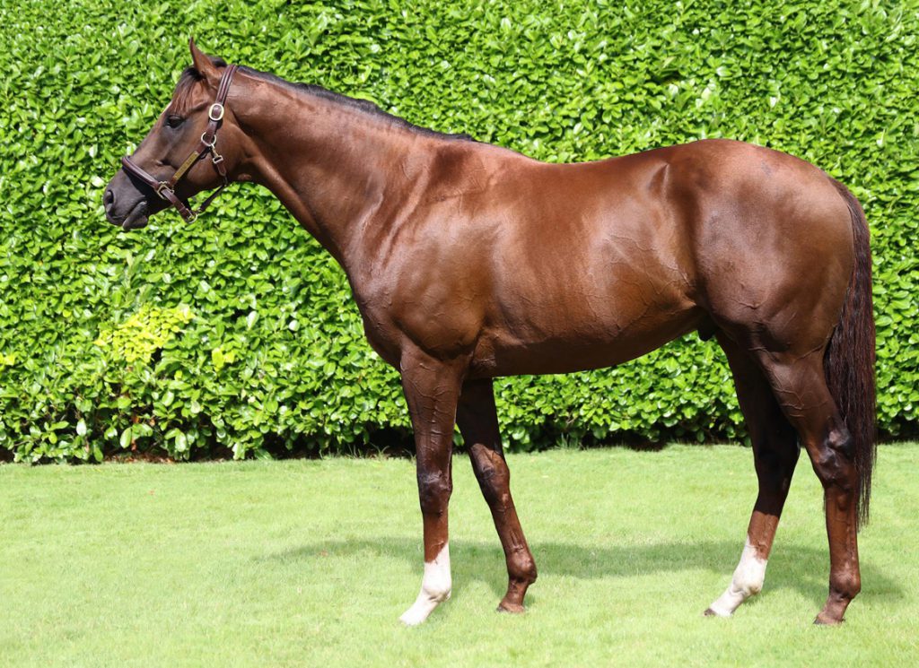 Ballylinch sire New Bay