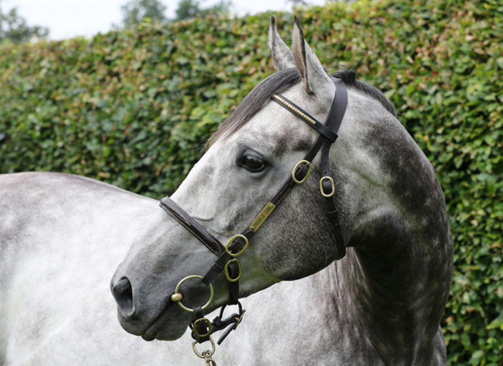 The sire Phoenix Of Spain