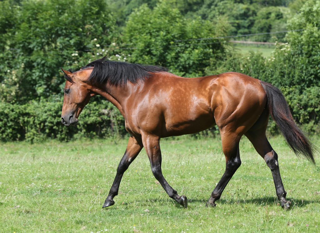 The sire Bungle Inthejungle