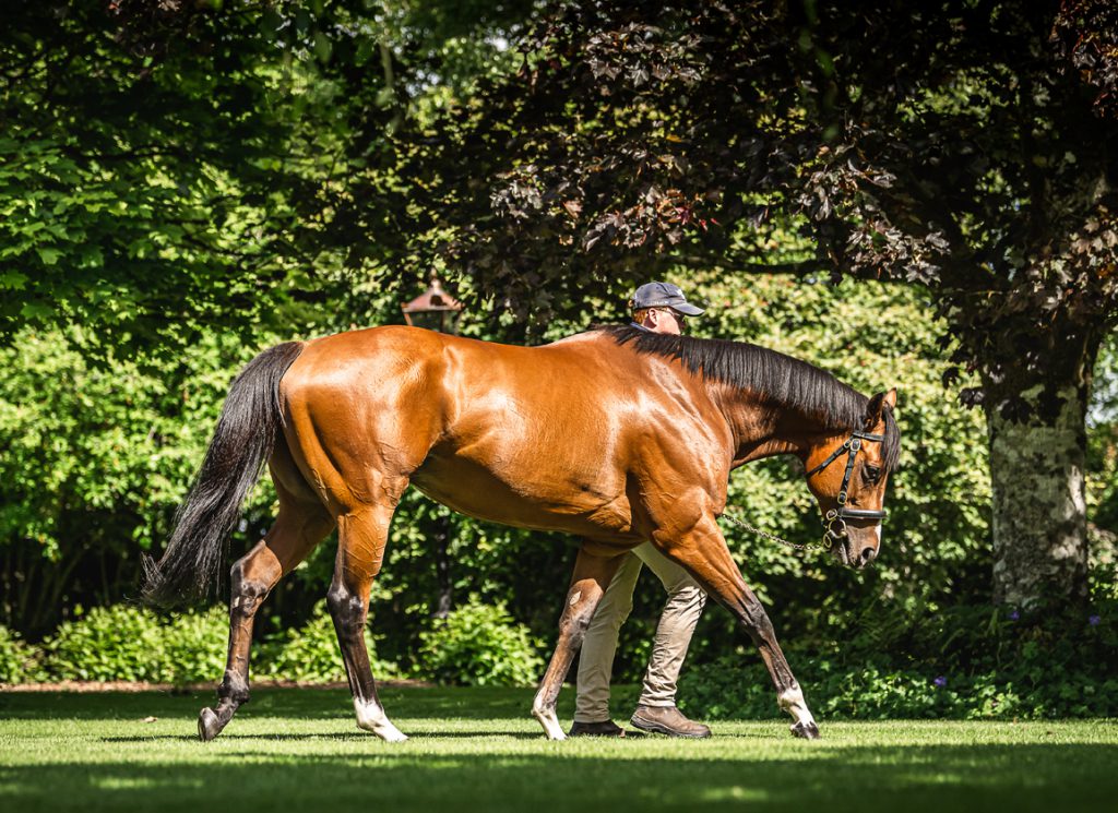 Coolmore's sire St Mark's Basilica