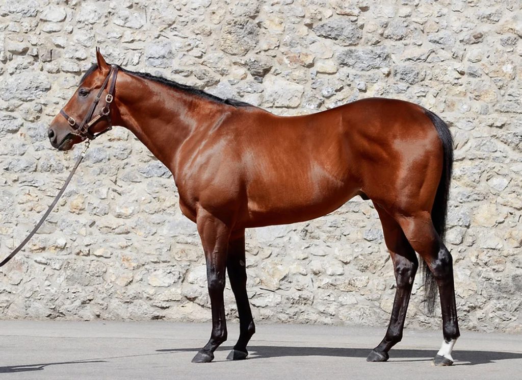 Tally-Ho Stud's Starman