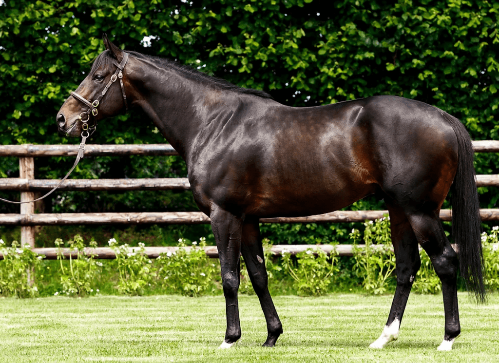 Al Shaqab's sire Wooded