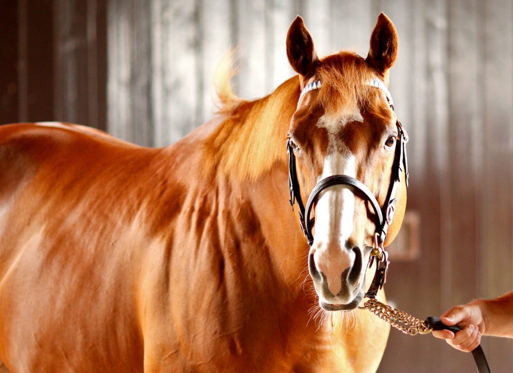 The sire Dawn Approach